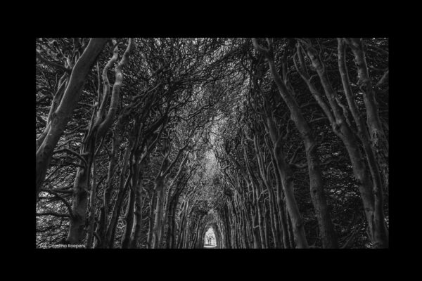 „Alicja w Krainie Czarów” – Podróż przez Zwierciadło Wyobraźni