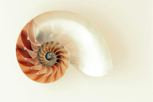 Ciąg Fibonacciego: Sekret harmonii wszechświata