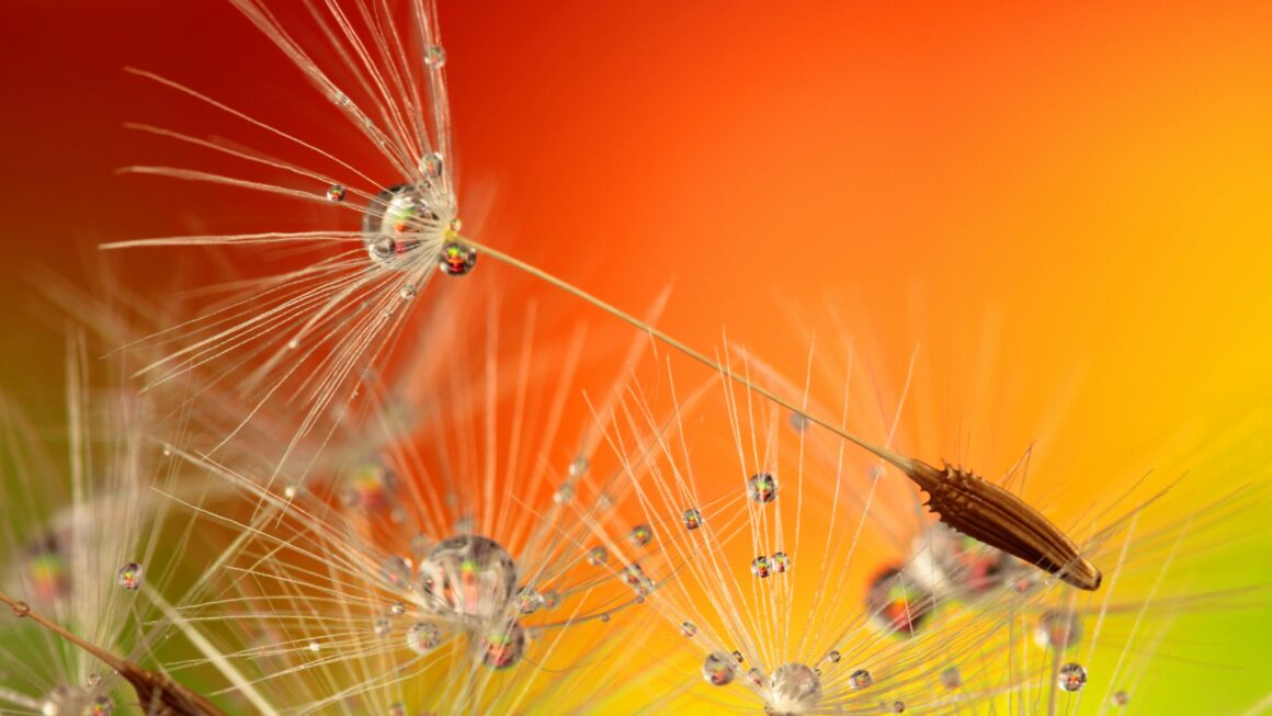 Moc nasiona: Potencjał, który czeka na odpowiednie warunki