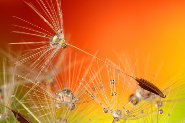 Moc nasiona: Potencjał, który czeka na odpowiednie warunki