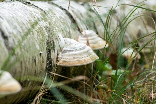 Białoporek brzozowy: opowieść z serca lasu