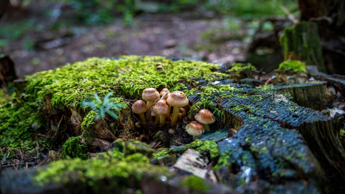 Grzyby: architekci podziemnych ekosystemów