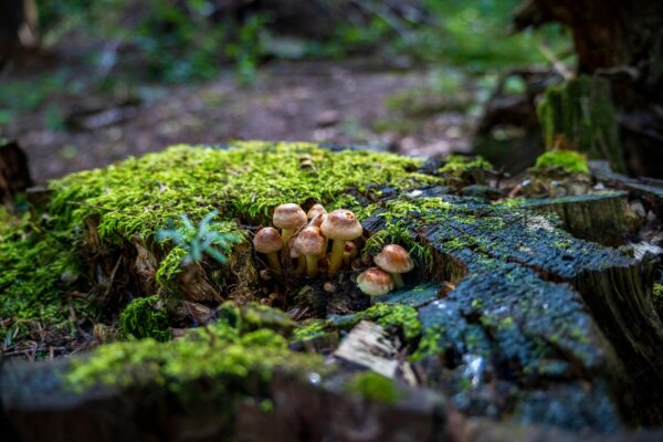 Grzyby: architekci podziemnych ekosystemów