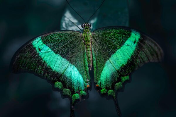 Efekt motyla – tajemnica małych przyczyn i wielkich skutków