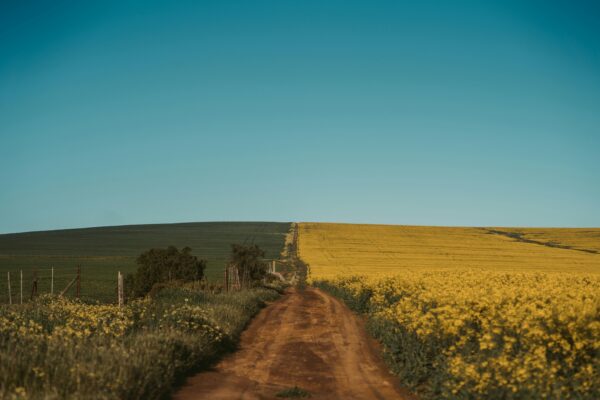 Komosa – dar natury z głębi wieków