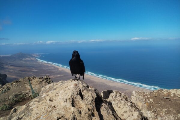 Kruk – geniusz wśród ptaków. Jak mroczny władca nieba podbił świat inteligencji?