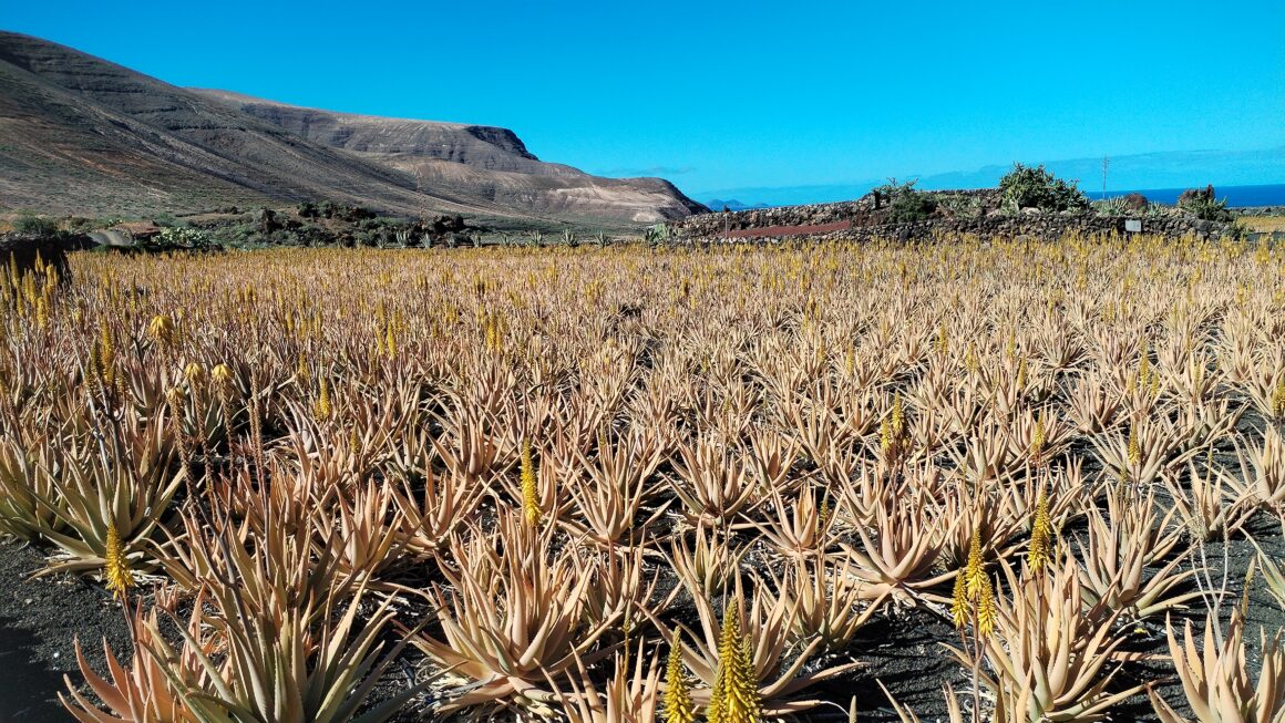 Aloe Vera – Dziedzictwo Lanzarote