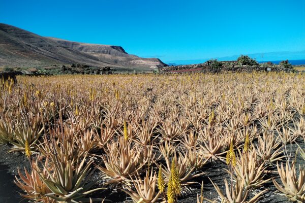 Aloe Vera -Dziedzictwo Lanzarote