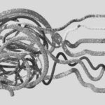 Neurony lustrzane – mechanizm empatii i nauki poprzez obserwację. Kluczowe odkrycie neurobiologii.