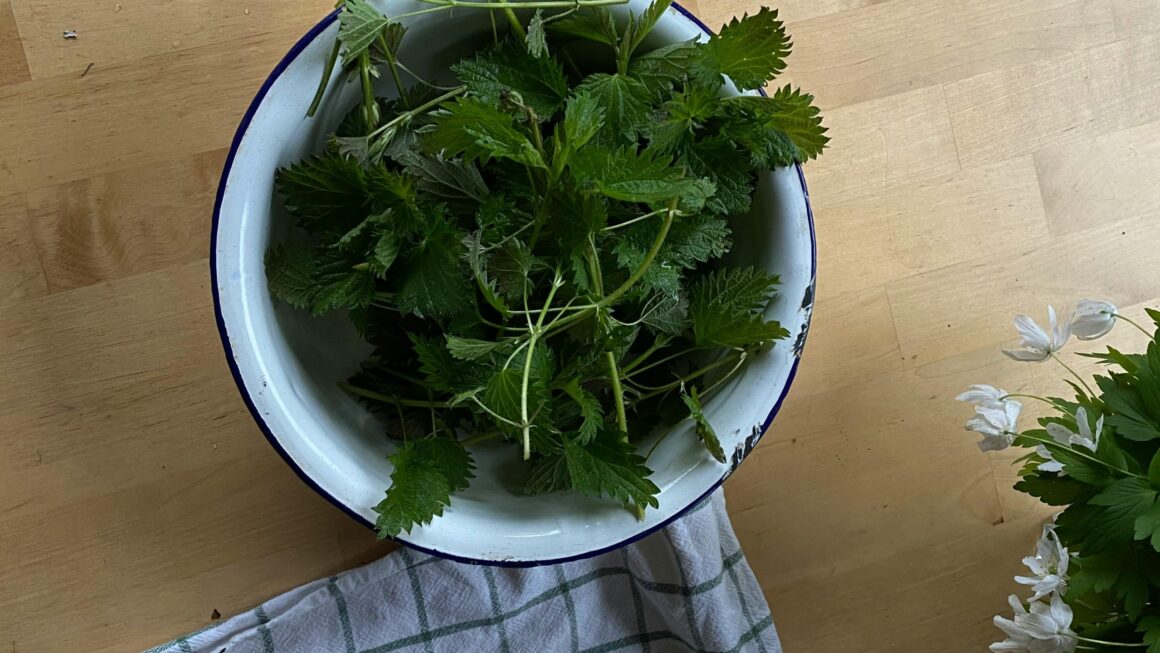 Pokrzywa: Zioło, które uzdrawia, karmi i chroni – Historia, tajemnice i kultura polskiej wsi