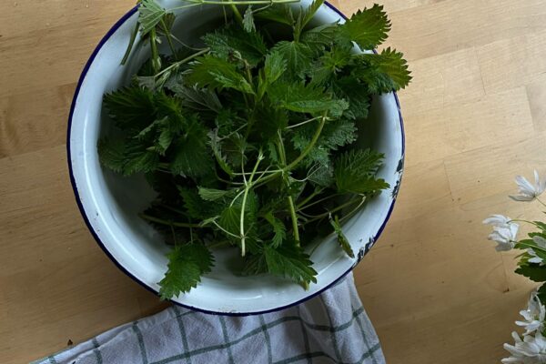 Pokrzywa: Zioło, które uzdrawia, karmi i chroni – Historia, tajemnice i kultura polskiej wsi