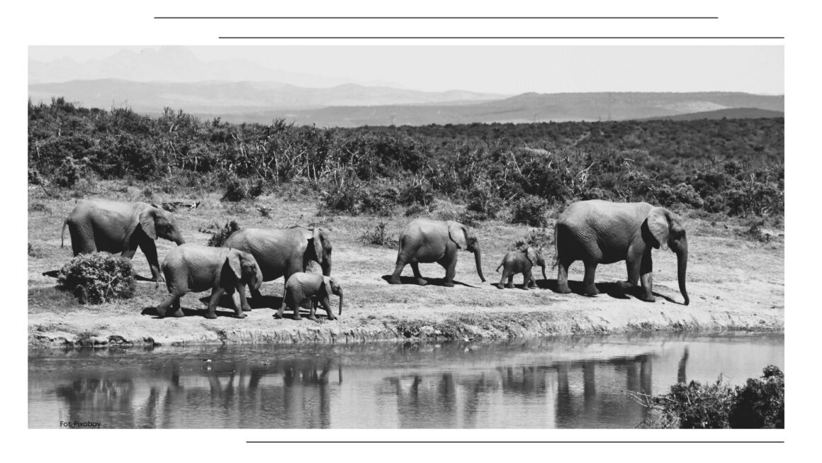 Afryka mojego dzieciństwa – historia polskich dzieci w cieniu baobabów