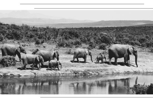 Afryka mojego dzieciństwa – historia polskich dzieci w cieniu baobabów