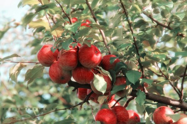 Jabłko – owoc potęgi, miłości i pokuszenia