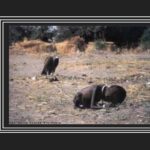 Kevin Carter