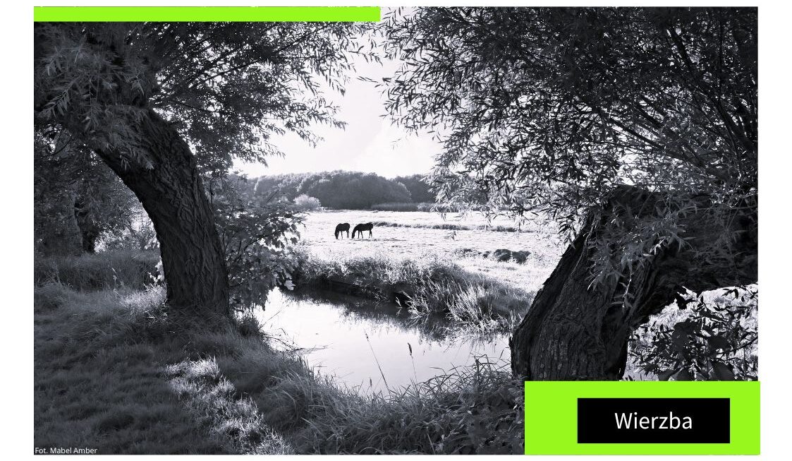 Wierzba – dusza polskiego krajobrazu