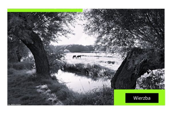 Wierzba – dusza polskiego krajobrazu