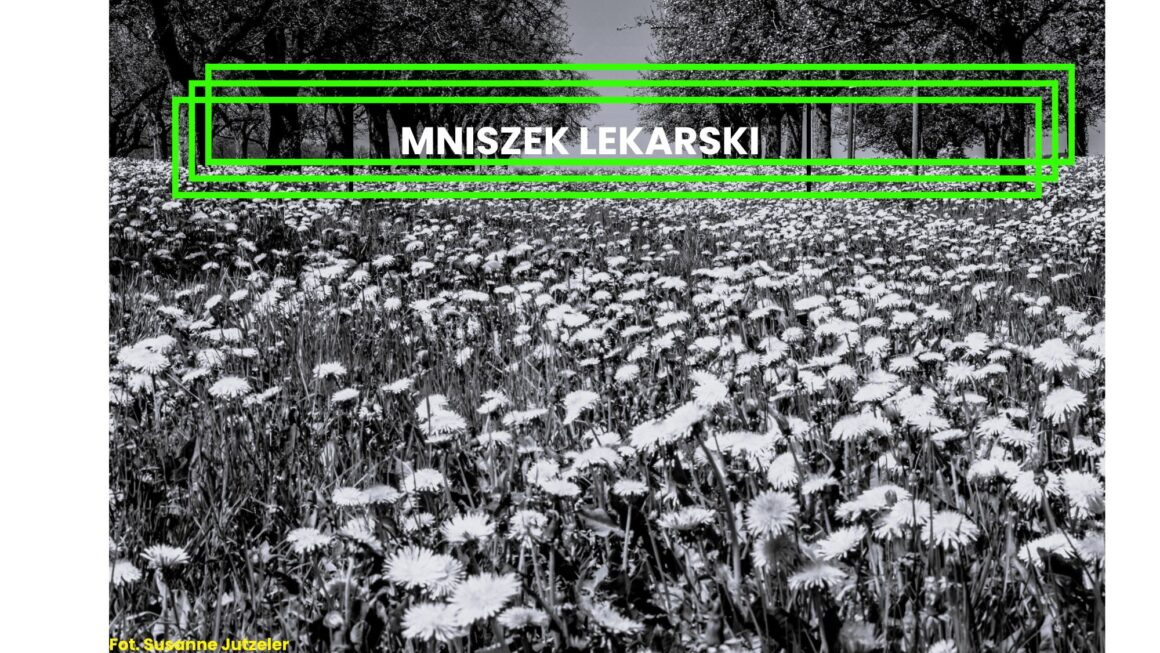 MNISZEK LEKARSKI: WŁAŚCIWOŚCI, DZIAŁANIE I SYMBOLIKA SŁOWIAN