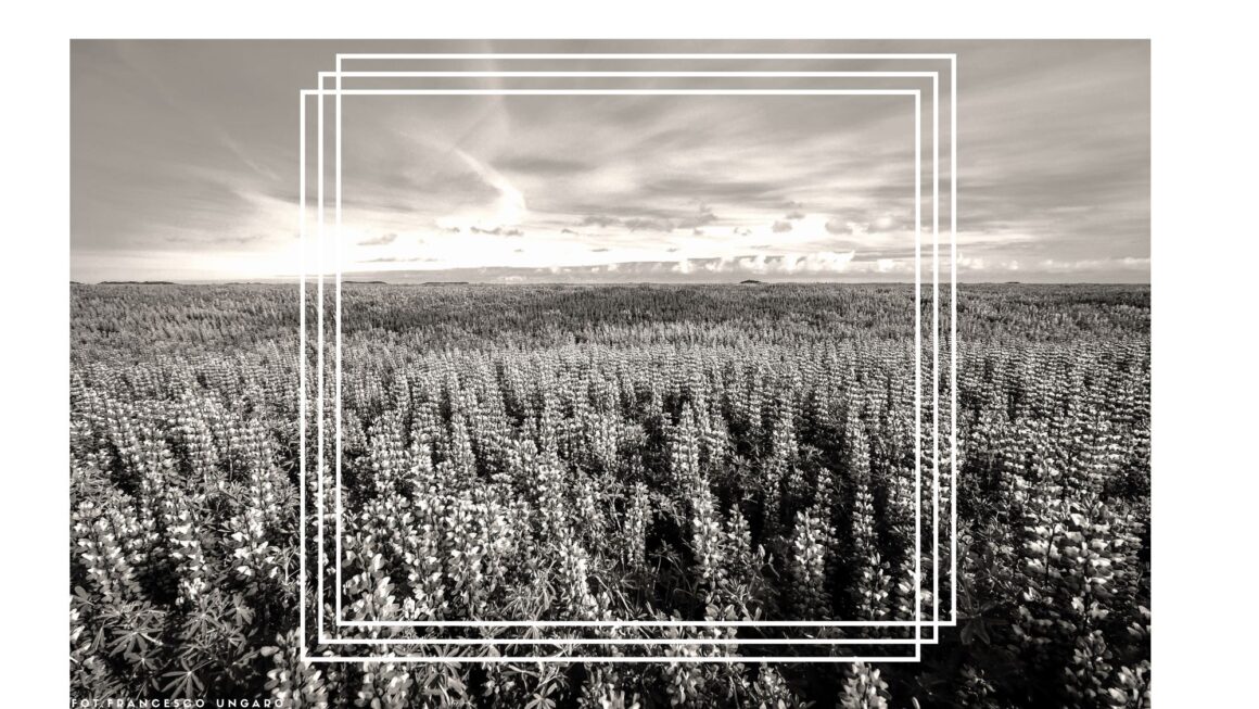 Łubin – Zielony Skarb Natury