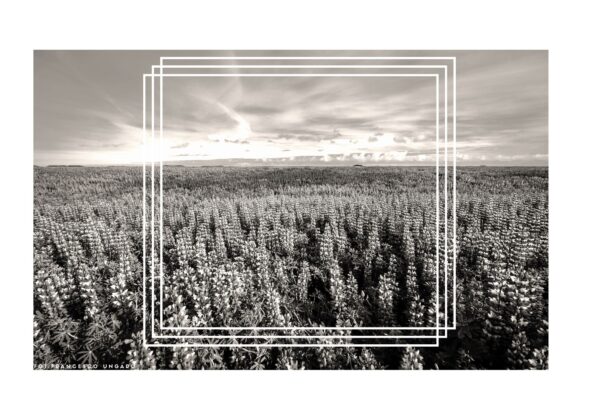 Łubin – Zielony Skarb Natury