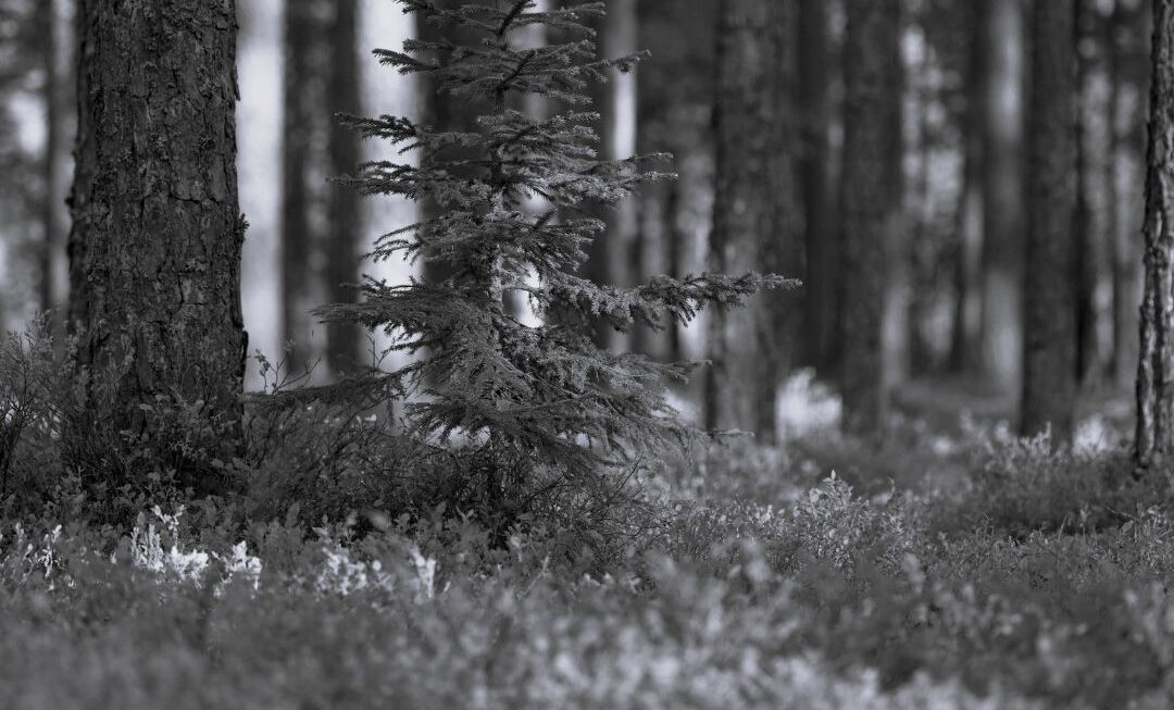 LAS – POD NASZYMI STOPAMI: UKRYTA SIEĆ POŁĄCZEŃ, KOMUNIKACJA DRZEW I INTELIGENCJA NATURY