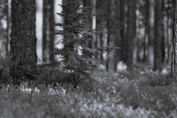 LAS – POD NASZYMI STOPAMI: UKRYTA SIEĆ POŁĄCZEŃ, KOMUNIKACJA DRZEW I INTELIGENCJA NATURY